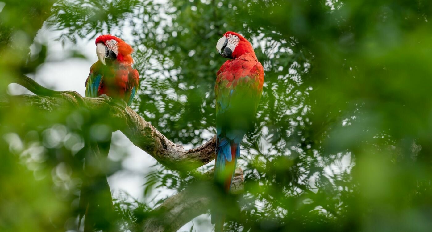 Deux perroquets sur une branche dans la cime d'un arbre