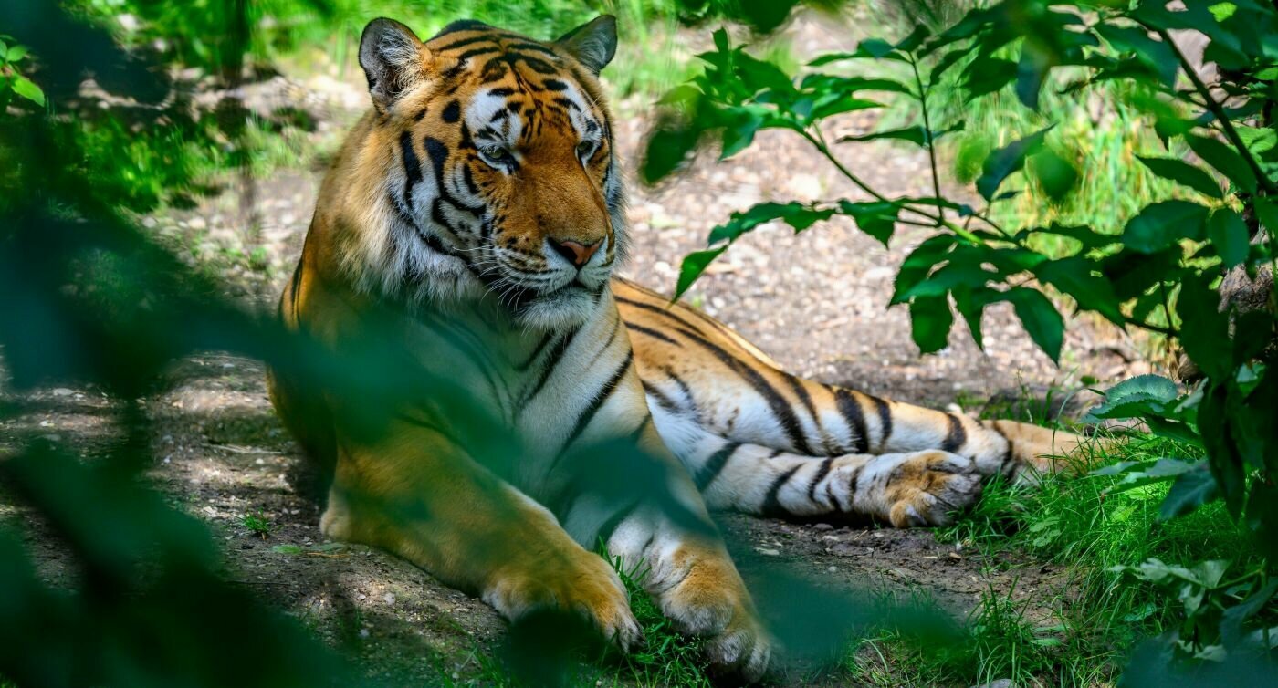 Tiger liegt im Gebüsch