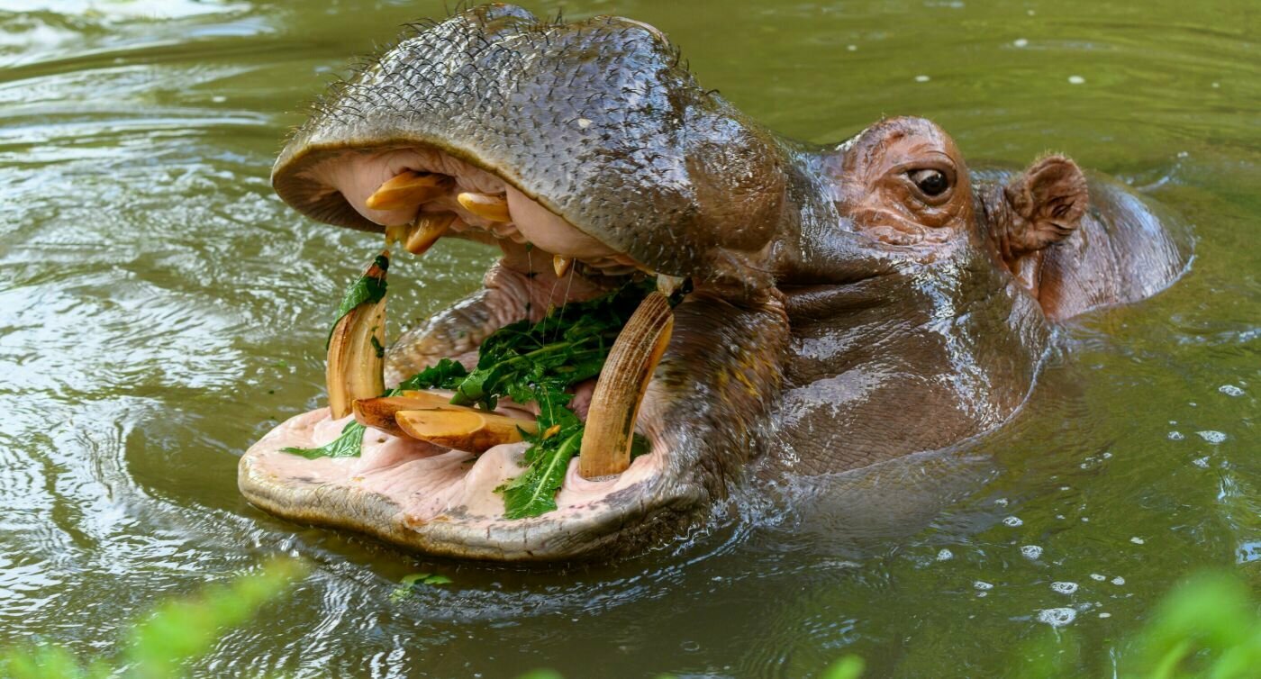 Un hippopotame ouvre sa gueule dans l'eau