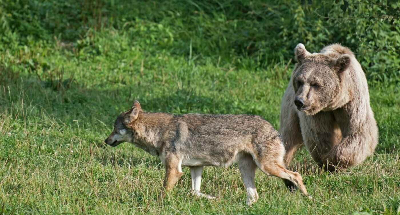 Wolf läuft neben Braunbär vorbei