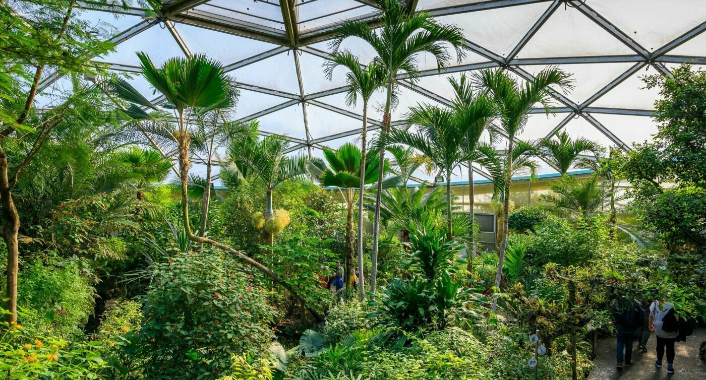 Hohe Palmen und exotische Pflanzen aus den Wäldern Zentralamerikas wachsen unter der Kuppel des Tropendoms im Papiliorama.