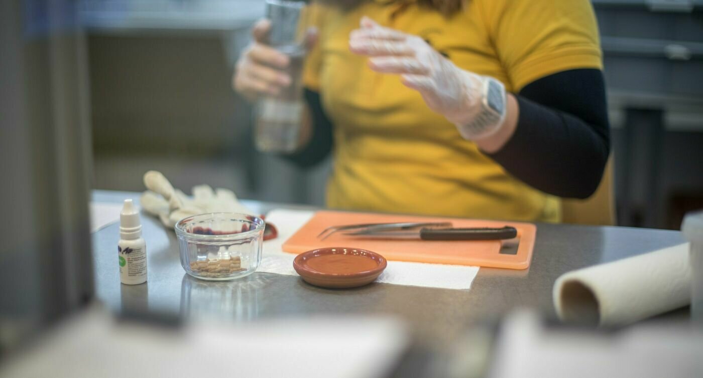 Schälchen Wasser, Pinzette, Glas mit Mehlwürmer, Brett und Handschuhe auf einem Tisch