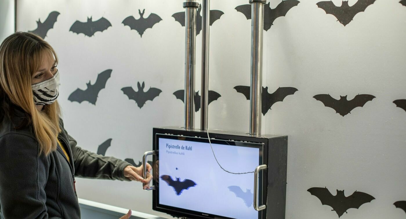 Wand mit aufgedruckten Fledermausumrissen und Bildschirm zum Umrisse scannen mit Informationen zur Fledermausart