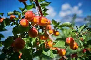 Walliser Aprikosenbaum mit vielen reifen Früchten.