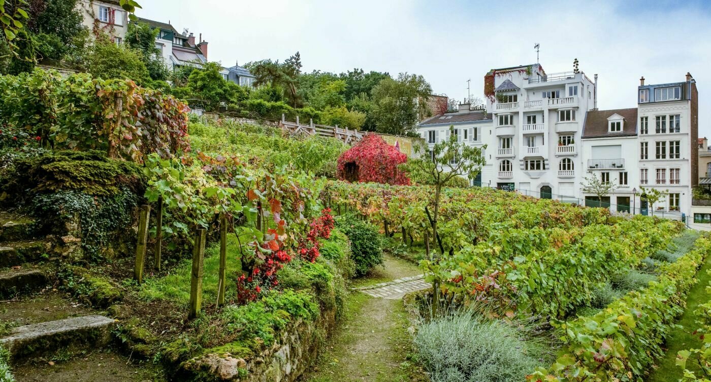 Garten mit Weinreben vor einem Pariser Wohnhaus