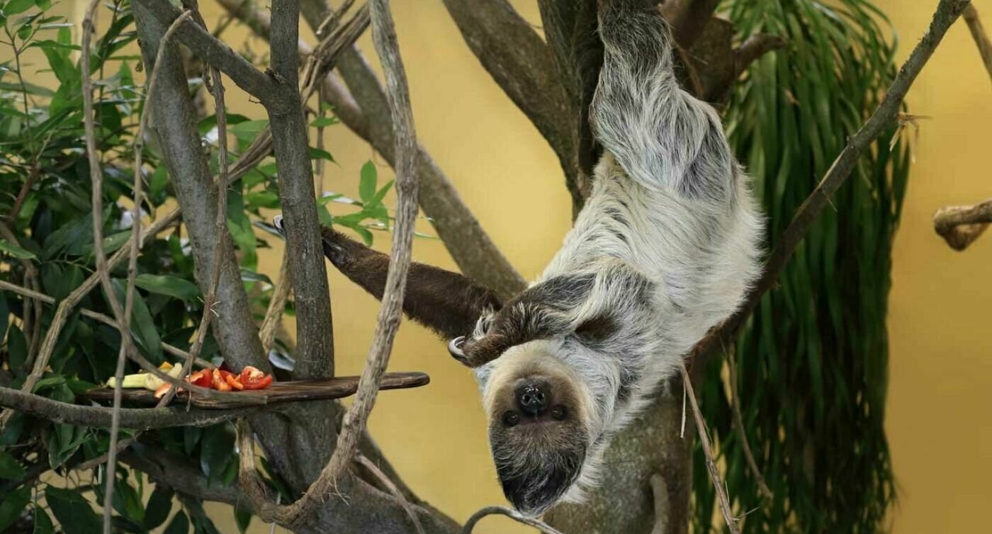 Un paresseux est suspendu à l'envers dans un arbre.